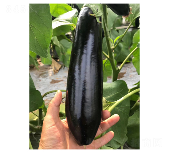 765�L(zh��ng)��-���ӷN��-��V�r(n��ng)�I(y��)