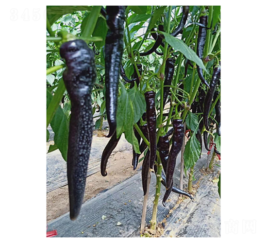 �ϴ�һ̖(h��o)-�����N��-��V�r(n��ng)�I(y��)