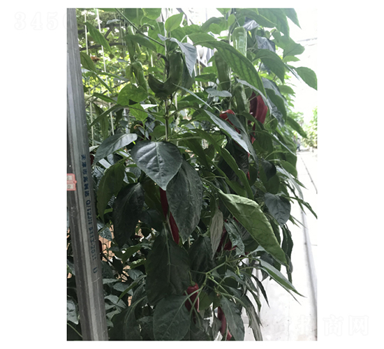 Ѹ�Y37-74-�����N��-��V�r(n��ng)�I(y��)