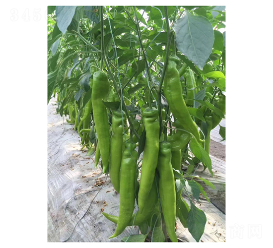 ����P20-�����N��-��V�r(n��ng)�I(y��)