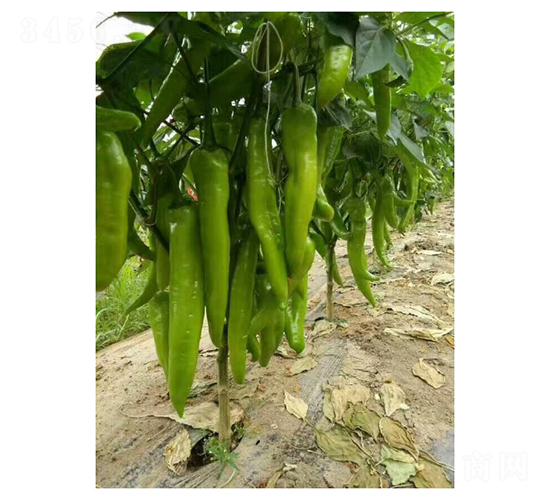 ʥ���_-�����N��-��V�r(n��ng)�I(y��)