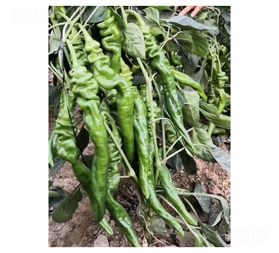 �k��6̖(h��o)-�����N��-��V�r(n��ng)�I(y��)