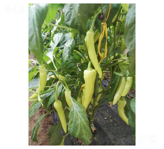 ��������-�����N��-��V�r(n��ng)�I(y��)