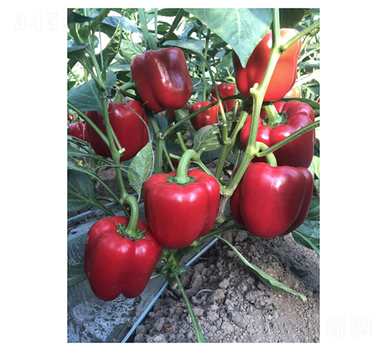 Ī����-�����N��-��V�r(n��ng)�I(y��)