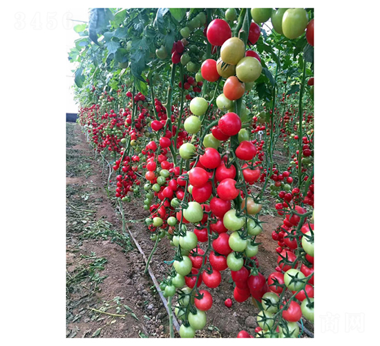 �tɫ���ҷ���-���ѷN��-��V�r(n��ng)�I(y��)