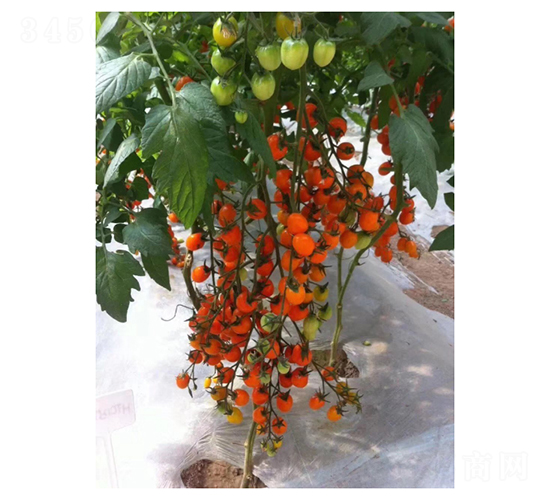 ��ɫ���ҷ���-���ѷN��-��V�r(n��ng)�I(y��)