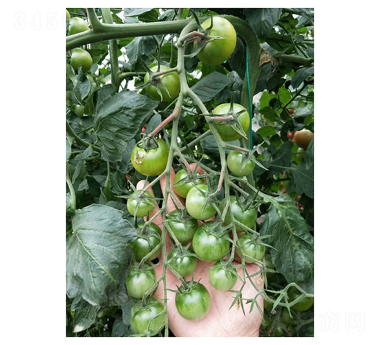 �Gɫ���ҷ���-���ѷN��-��V�r(n��ng)�I(y��)