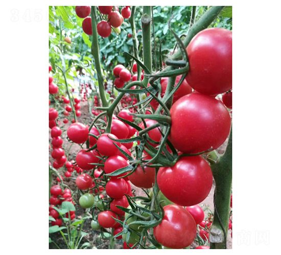 ǧ��-���ѷN��-��V�r(n��ng)�I(y��)