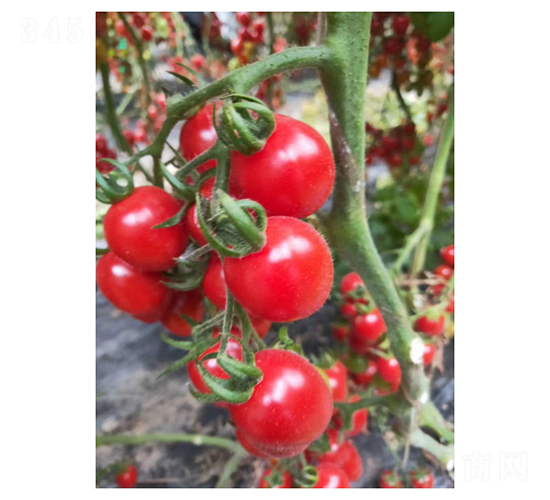 ��ɽ88-���ѷN��-��V�r(n��ng)�I(y��)