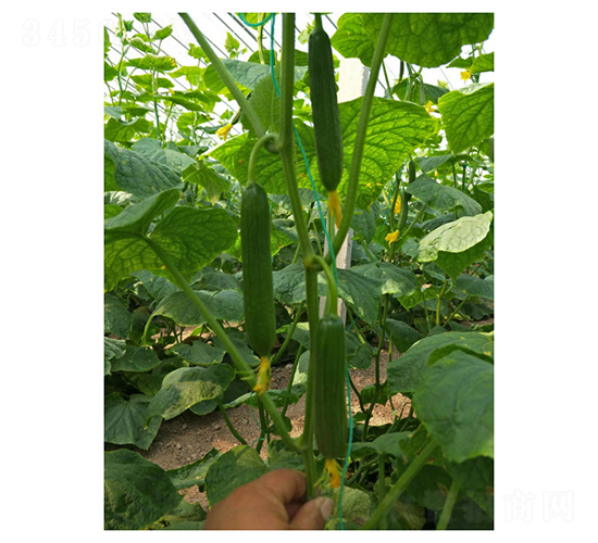 ˹�п�-ˮ���S�ϷN��-��V�r(n��ng)�I(y��)