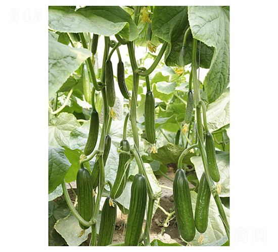 ˹����-ˮ���S�ϷN��-��V�r(n��ng)�I(y��)