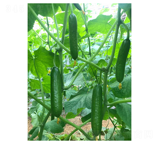 �W�S��-ˮ���S�ϷN��-��V�r(n��ng)�I(y��)