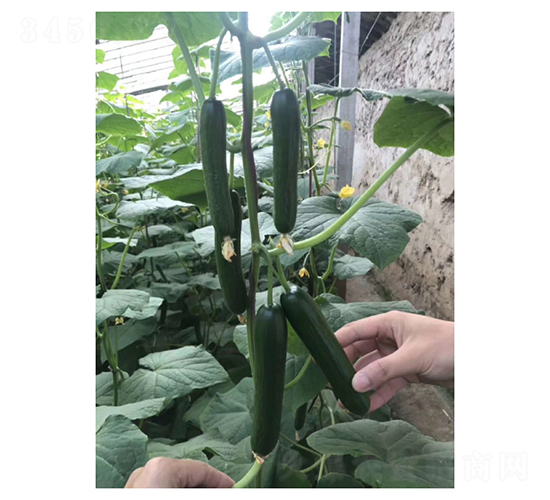 Ǭ��1517-ˮ���S�ϷN��-��V�r(n��ng)�I(y��)