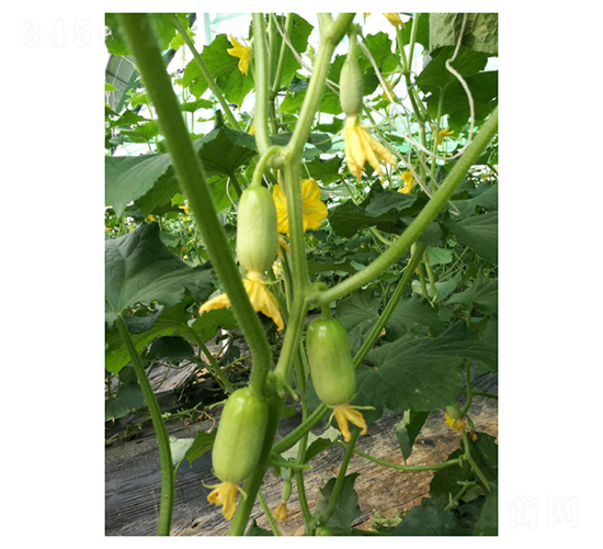 ��Ů-ˮ���S�ϷN��-��V�r(n��ng)�I(y��)