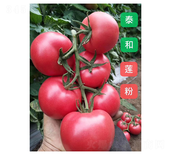 ̩��ɏ��-���ѷN��-��V�r(n��ng)�I(y��)