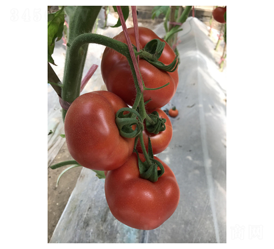 ˼ؐ��-���ѷN��-��V�r(n��ng)�I(y��)