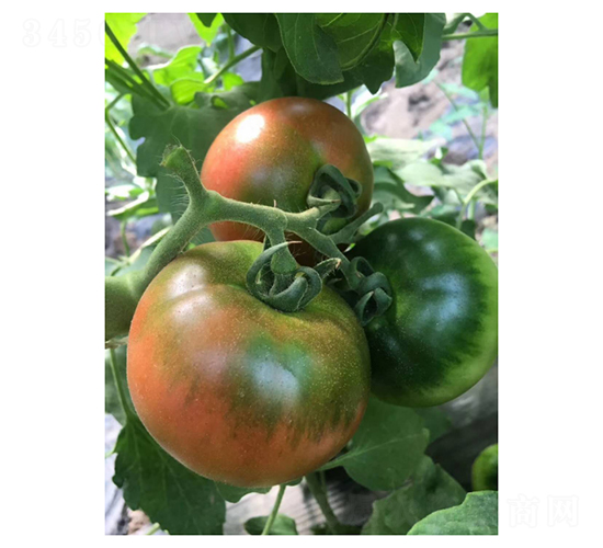 ����PT1208-���ѷN��-��V�r�I(y��)