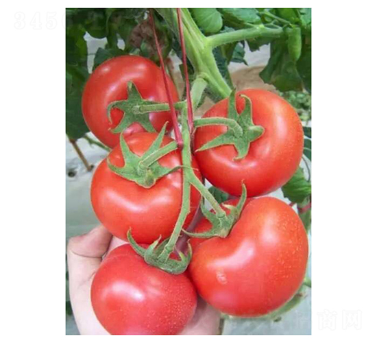 ���-���ѷN��-��V�r(n��ng)�I(y��)