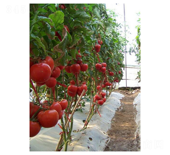 ��ӯ-���ѷN��-��V�r(n��ng)�I(y��)