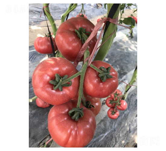 ���_��˹-���ѷN��-��V�r(n��ng)�I(y��)