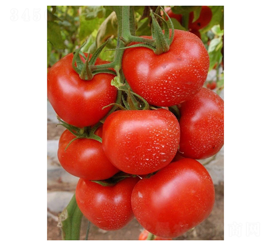 ���Sɭ-���ѷN��-��V�r�I(y��)