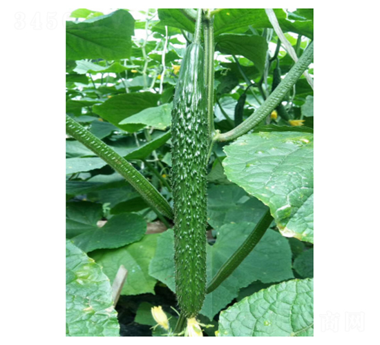 �Y�u����-�S�ϷN��-��V�r(n��ng)�I(y��)