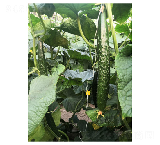 �S��518-�S�ϷN��-��V�r(n��ng)�I(y��)