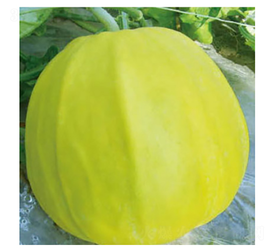 ����-��ϷN��-���؈@ˇ