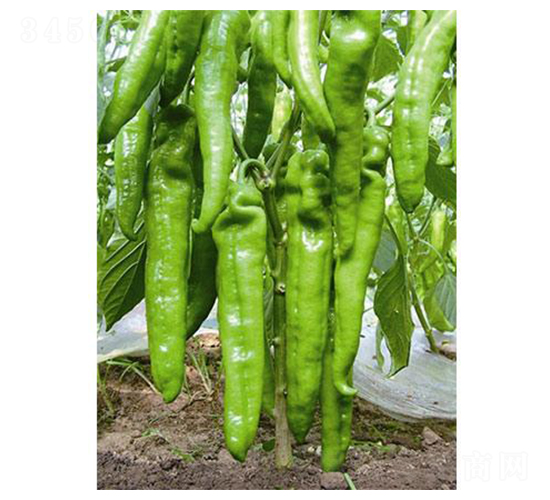 ������̖-�����N��-�֮���r(n��ng)�I(y��)