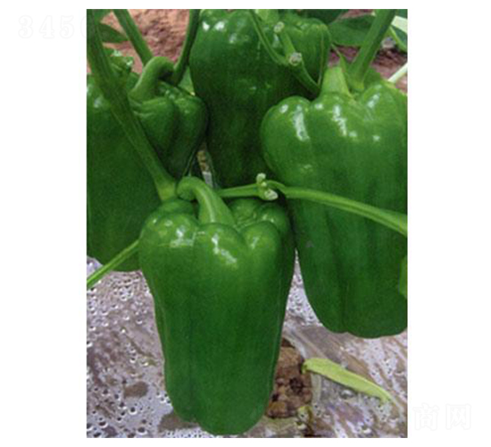 ����һ̖-�A���N��-�֮���r(n��ng)�I(y��)