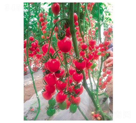 ����1̖-���ѷN��-�֮���r(n��ng)�I(y��)