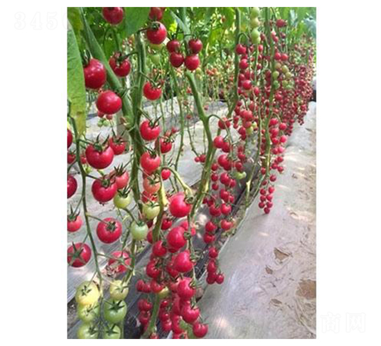 ؐؐ��̖-���ѷN��-�֮���r(n��ng)�I(y��)