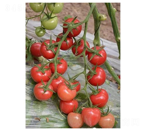 ؐؐһ̖-���ѷN��-�֮���r(n��ng)�I(y��)