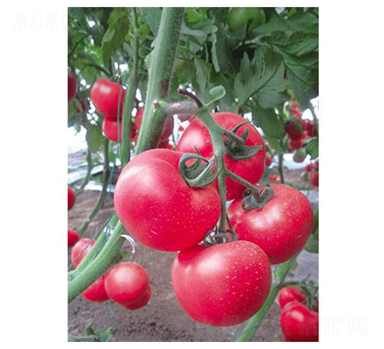 ����-���ѷN��-�֮���r(n��ng)�I(y��)