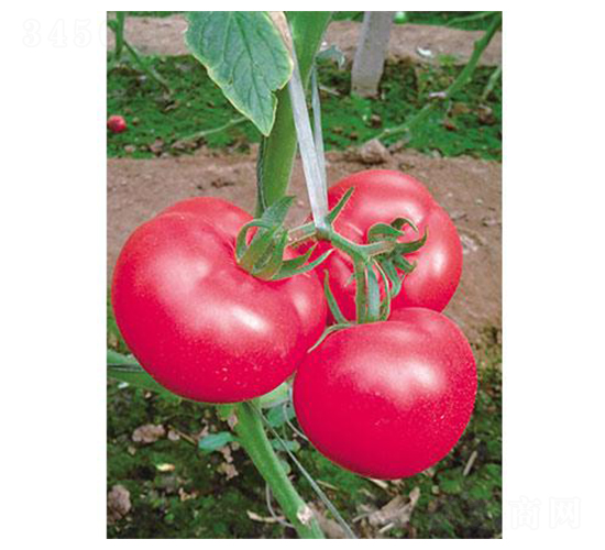 ������̖-���ѷN��-�֮���r(n��ng)�I(y��)