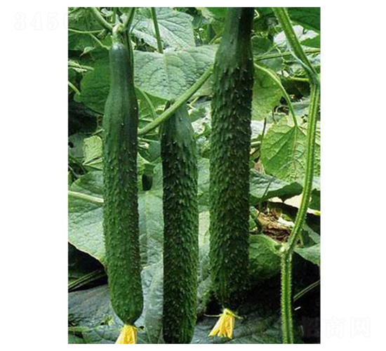 ���߶�ʢ-�S�ϷN��-�֮���r�I(y��)