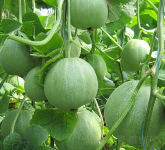 �G��ϷN��-��ϲ�r(n��ng)�I(y��)