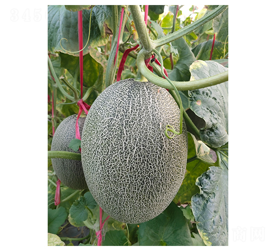 ������17-��ϷN��-��ϲ�r(n��ng)�I(y��)