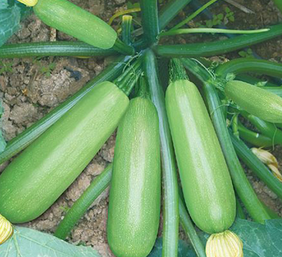 �����J�N��-��ϲ�r�I(y��)