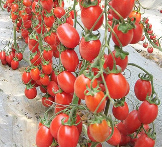 �t�p�A-���ҷ��ѷN��-��ϲ�r(n��ng)�I(y��)