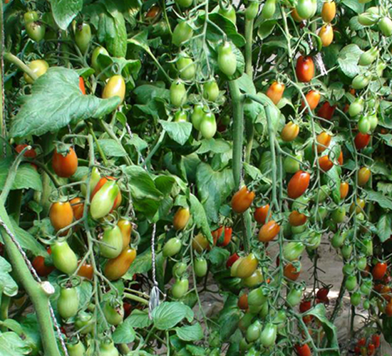 ����409-���ѷN��-��ϲ�r(n��ng)�I(y��)