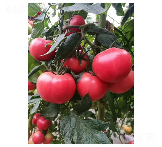 �Wؐ��-���ѷN��-��ϲ�r(n��ng)�I(y��)