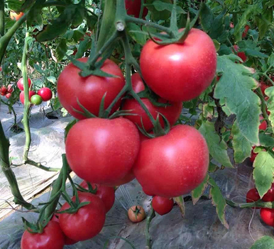 ���208���ѷN��-��ϲ�r(n��ng)�I(y��)