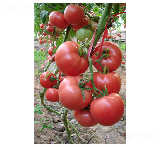 ���L(f��ng)168-���ѷN��-��ϲ�r(n��ng)�I(y��)