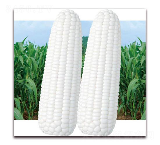 ���Ŵ����-��Ŵ���׷N��-������