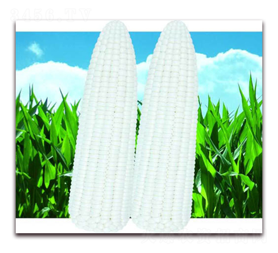 ���Ŵ����-��Ŵ���׷N��-������