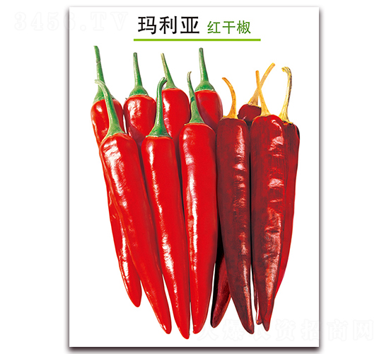 ������-�t�ɽ��N��-������