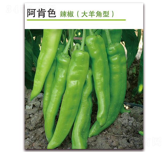 ����ɫ-�����N��-������