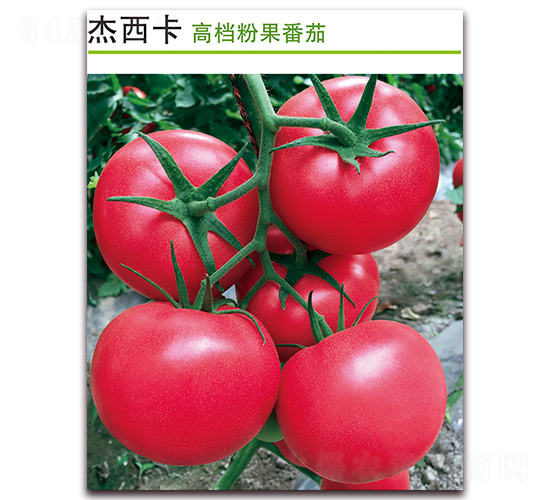 ������-���ѷN��-������