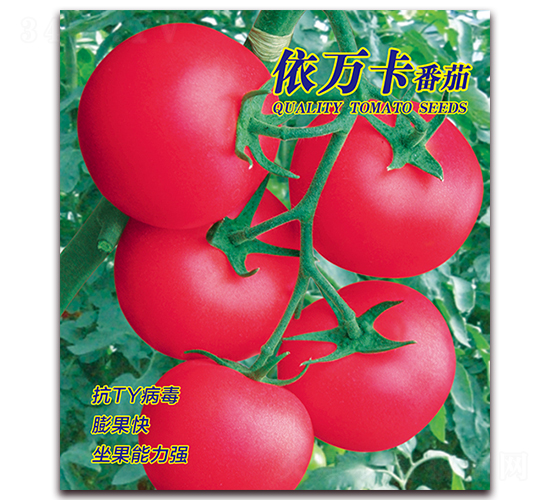 ���f������-���ѷN��-������